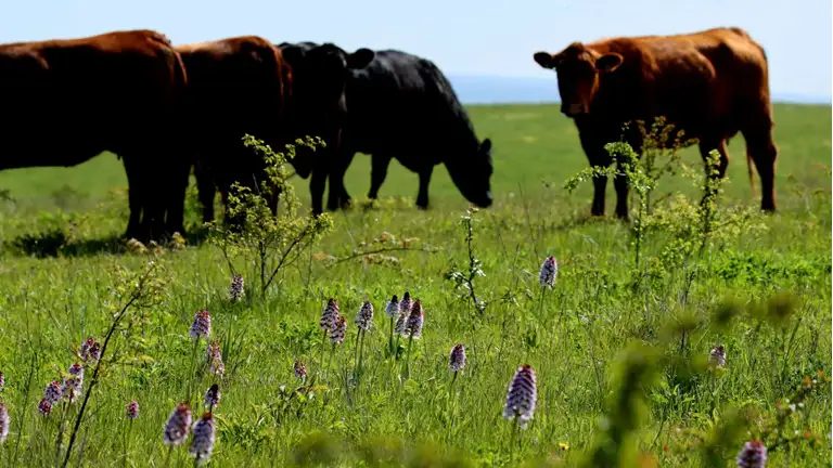 Stor Gøgeurt med kvæg i baggrunden