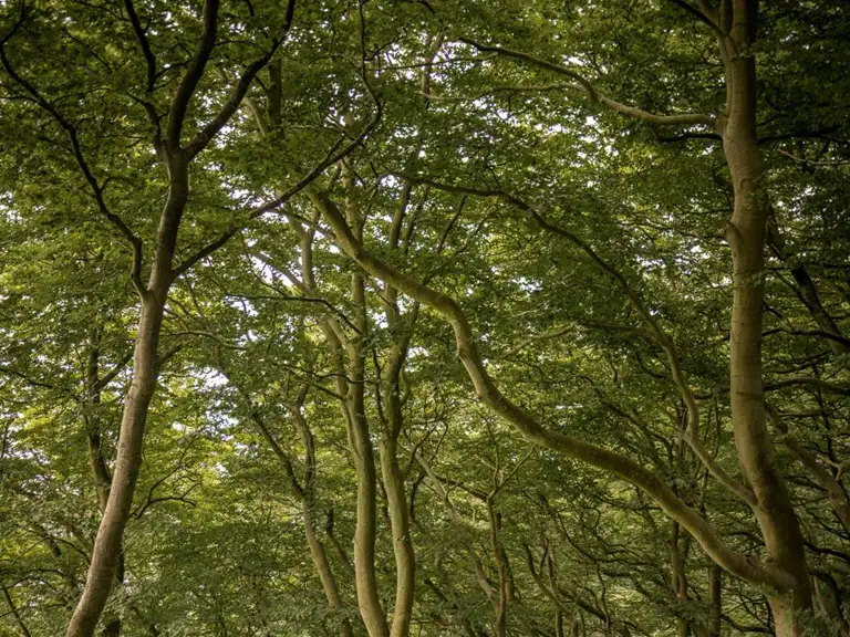 Bøgeskov ved Møns Klint