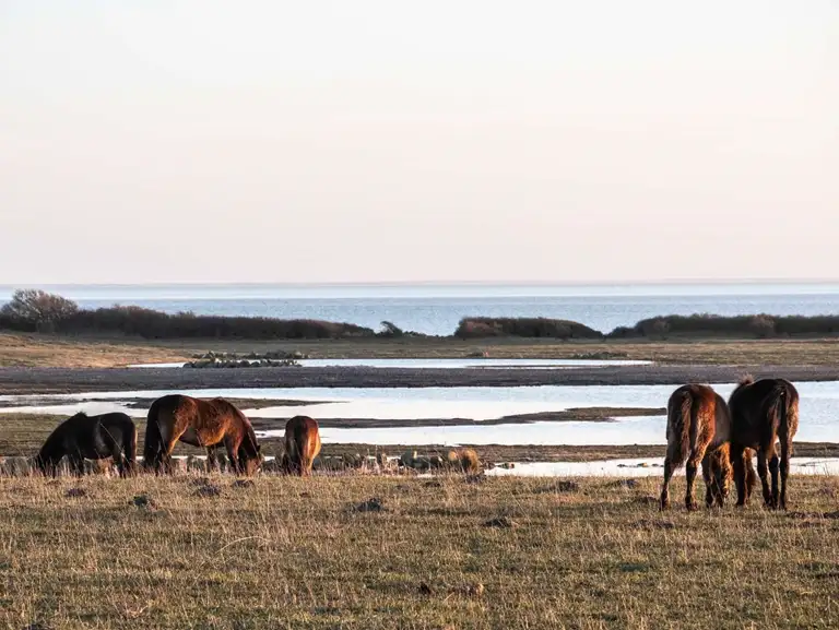 Exmoor ponyer på engen